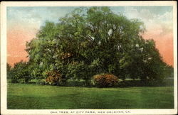 Oak Tree At City Park Postcard