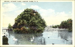 Swans Sunset Lake Postcard