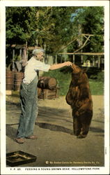 Feeding A Young Brown Bear Postcard