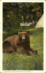 A Park Bear Yellowstone National Park Postcard Postcard