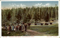 Tourists And Bear Yellowstone National Park Postcard Postcard