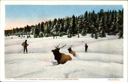 Elk Stalled In Snow Hayden Valley Postcard