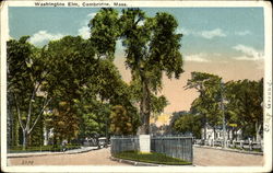 Washington Elm Cambridge, MA Postcard Postcard