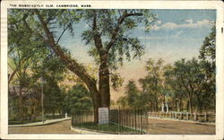 The Washington Elm Postcard