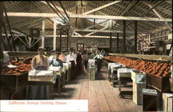 California Orange Packing House Postcard