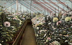 Chrysanthemums In City Park Rochester, NY Postcard Postcard