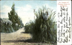 An Avenue Of Pampas Grass In California Scenic, CA Postcard Postcard