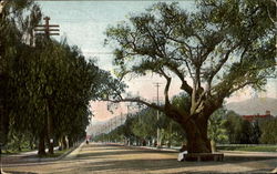 Orange Grove Ave. Postcard