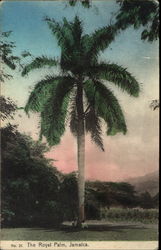 The Royal Palm Postcard