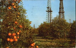 Oranges And Oil Wells Scenic, CA Postcard Postcard