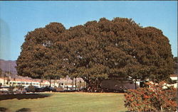 Moreton Bay Fig Tree Postcard