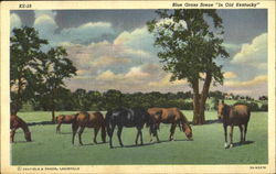 Blue Grass Scene In Old Kentucky Postcard