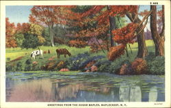 Greetings From The Sugar Maples Postcard