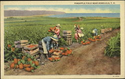 Pineapple Field Near Honolulu Hawaii Postcard Postcard