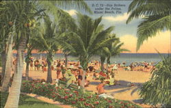 Sun Bathers Under The Palms Miami Beach, FL Postcard Postcard