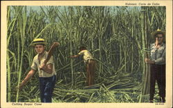 Cutting Sugar Cane Cuba Postcard Postcard