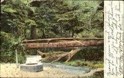 Mineral Springs, Ravenna Park Seattle, WA Postcard Postcard