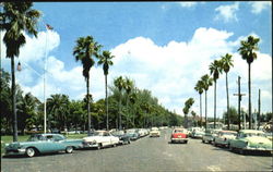 Palm-Lined Bayshore Drive Postcard