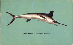 White Marlin Postcard