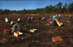 Cranberry Picking Time Cape Cod, MA Postcard Postcard