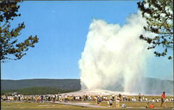 Old Faithful Geyser, Yellowstone National Park Postcard Postcard