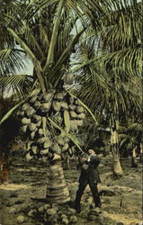 Coconut Of Palm And Fruit Florida Postcard Postcard