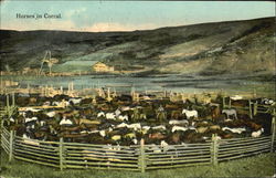 Horses In Corral Postcard