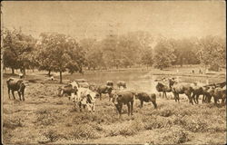 Don't This Look Good To You Cows & Cattle Postcard Postcard