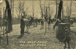 The Deer Farm, Prospect Park Postcard