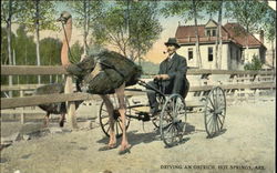 Driving An Ostrich Hot Springs, AR Postcard Postcard