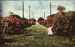 Oleander Esplanade Galveston, TX Postcard Postcard