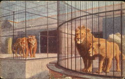 Lions And Tigers In The Lion House, Zoological GArdens Postcard