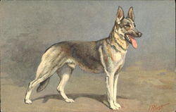 Alsatian Wolfhound - Berger Alsatian Postcard