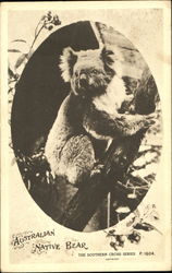 Australian Native Bear (Koala) Postcard