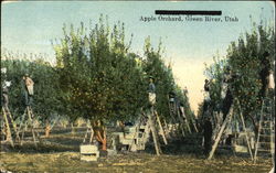 Apple Orchard Green River, UT Postcard Postcard