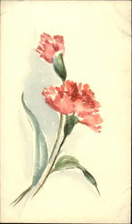 Two pink carnations Postcard