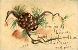 Pinecone on a Branch Trees Postcard Postcard