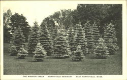 The Mission Trees, Northfield Seminary Postcard