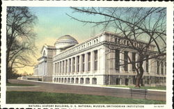 Natural History Building U.S. National Museum Postcard