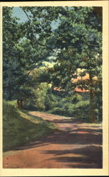 Trees along road Postcard