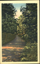 Tree Lined Road Trees Postcard Postcard