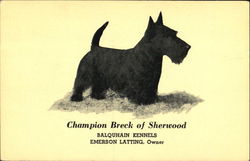 Champion Breck Of Sherwood Postcard