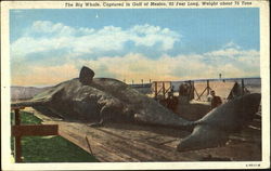 The Big Whale Postcard Postcard