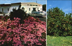 Mixon Fruit Farms Inc.,, P.O. Box 2918 - 26th Ave. & 27th St. E Bradenton, FL Postcard Postcard