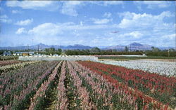 Japanese Flower Gardens Phoenix, AZ Postcard Postcard