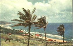 Bathsheba Coast Postcard