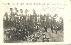 Orange Trees Tobacco Growing Between Rows Fruit Postcard Postcard