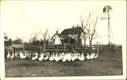 Freed Farm Geese Postcard