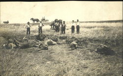 Farmers Cattle Killed by Cyclone 1908 Postcard Postcard