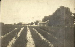 Farm Scene Postcard